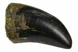 Serrated, Tyrannosaur (Nanotyrannus?) Tooth - Montana #129384-1